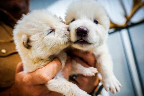 Hồi sinh thành công sói khổng lồ tuyệt chủng hơn 10.000 năm trước 