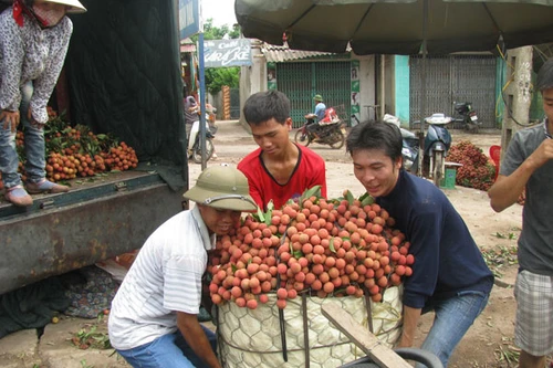 Giá vải thiều đột ngột giảm sâu