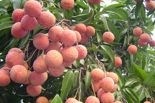 Phải vượt qua rào cản