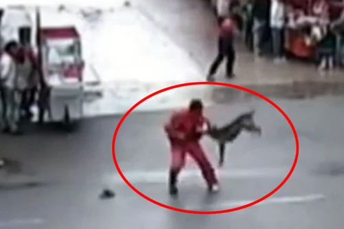 Clip chó "điên" cắn càn suốt 2 giờ, làm 20 người bị thương