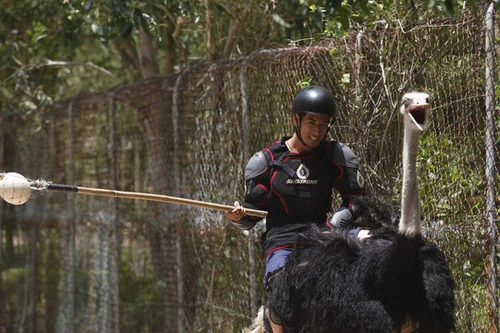 Những chú đà điểu làm “náo động” bảng xếp hạng