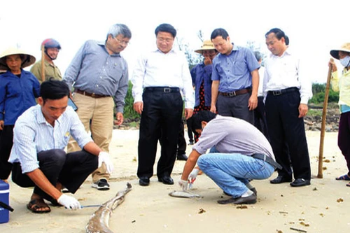 Dự kiến chiều nay công bố nguyên nhân cá chết hàng loạt ven biển miền Trung
