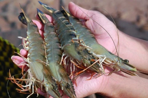 Giá thủy hải sản giảm nhẹ