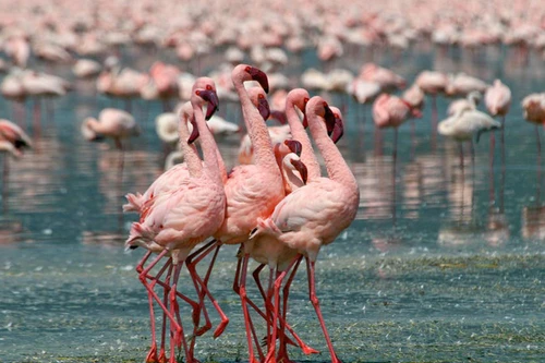 Khám phá thiên đường chim hồng hạc