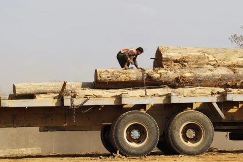 Myanmar bắt nhiều người Trung Quốc khai thác gỗ trái phép