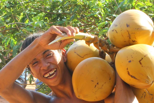 Màn hái dừa “lạ” ở Phú Quốc