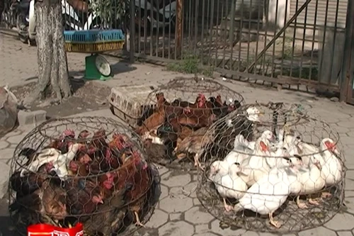 Gà không rõ nguồn gốc tồn dư nhiều kháng sinh độc hại.