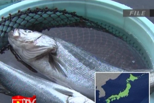 Nhật Bản phát hiện cá nhiễm phóng xạ cesium