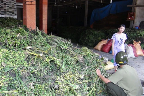Đổ xô bán cau non sang Trung Quốc, bài học vẫn còn đó
