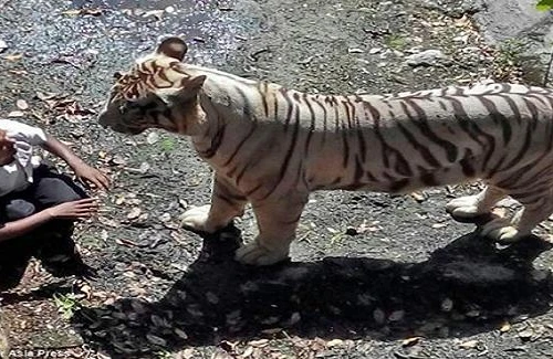 Nam thanh niên say rượu nhảy vào chuồng, bị hổ trắng cắn chết