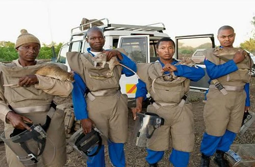 Chuột túi khổng lồ: Cỗ máy dò mìn siêu hạng 