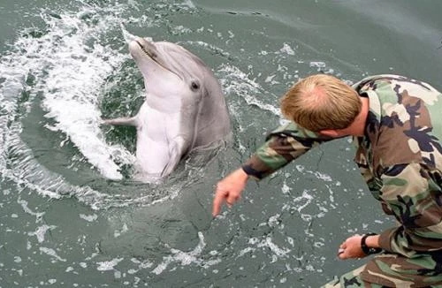 Sẽ có cuộc đấu “cá heo sát thủ” Mỹ - Nga trên biển Đen?