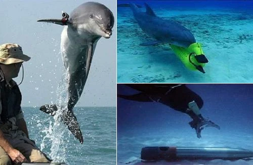 Nga khôi phục lực lượng “cá heo sát thủ” từ thời Liên Xô