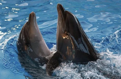 Nga tiếp quản chương trình “cá heo quân sự” của Ukraine