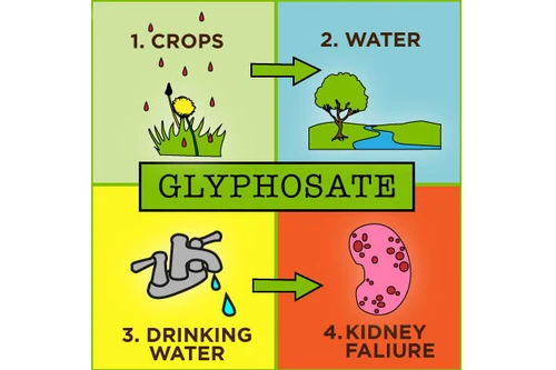 WHO và FAO bác thông tin Glyphosate gây ung thư