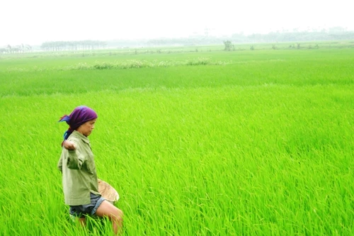 Chứng nhận chất lượng phân bón "liều" thu hàng chục tỷ đồng