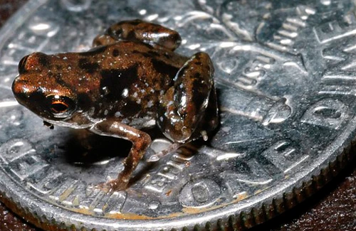 Phát hiện ra chú ếch nhỏ nhất thế giới