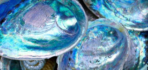 13 thợ lặn bị bắt vì đánh bắt bào ngư trái phép