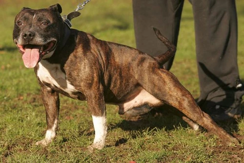 Ra toà vì "mây mưa" với chó của người yêu 