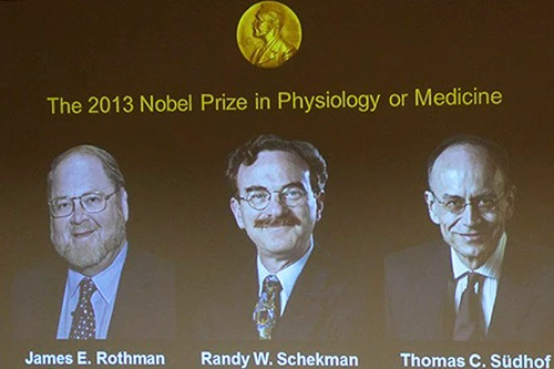 Giải Nobel Y học 2013: Khám phá cơ chế vận chuyển trong tế bào