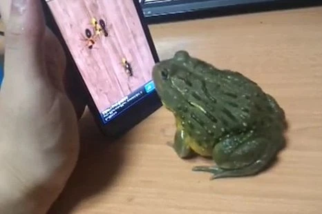 Chết cười cảnh ếch thật bắt kiến "ảo"