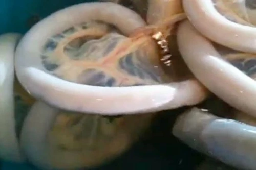 Phát hiện sinh vật kì lạ trông giống như... lòng bò