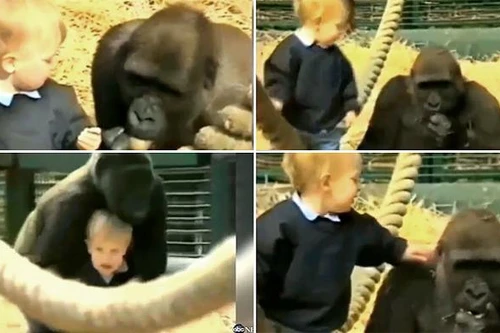 Xem cảnh bé gái 18 tháng tuổi xoa đầu khỉ đột 140kg