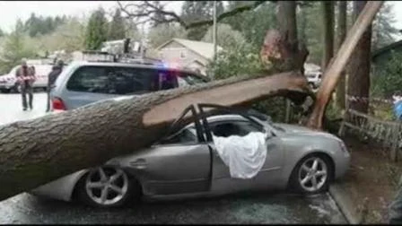 Bị cây cao đổ nát xe, 2 người may mắn sống sót