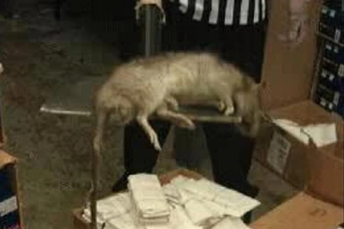 Kinh hãi với chuột khổng lồ dài gần 1m chết trong cửa hàng giày