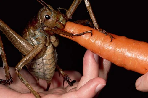 Phát hoảng nhìn loài côn trùng khổng lồ, lớn nhất thế giới