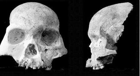 Phát hiện một "loài người" mới từ hóa thạch tìm thấy tại Trung Quốc