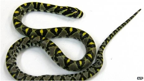  Australia: Phát hiện rắn trên máy bay