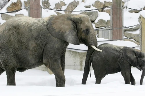 Hai chú voi được cứu sống nhờ uống rượu Vodka
