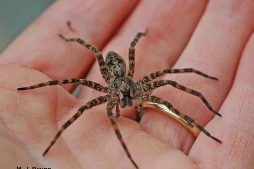 Vô tình đốt nhà khi đang cố bắt nhện 