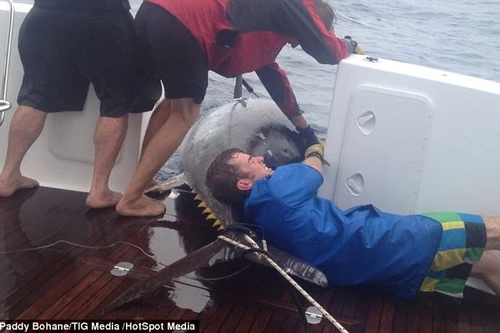 Bắt được cá ngừ khổng lồ trị giá 2 triệu USD 