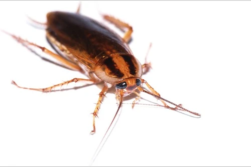 Trung Quốc làm xổng trại một triệu con gián