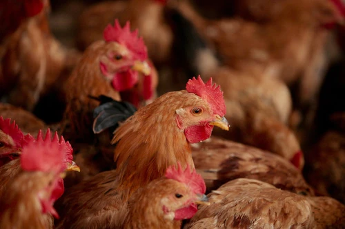 Hồng Kông tiêu huỷ 20.000 gia cầm sau khi phát hiện virus cúm H7N9