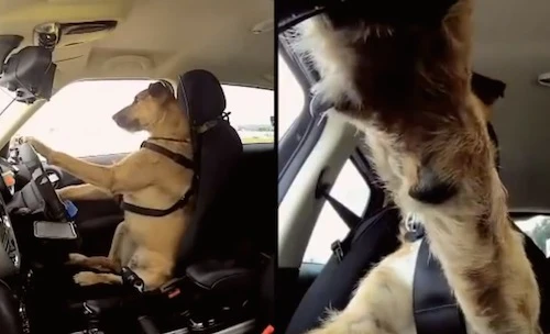 Chú chó siêu đẳng biết điều khiển xe ôtô