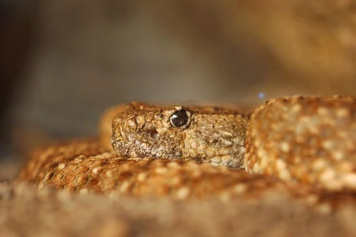 Rắn độc “tỉnh dậy” và cắn người sau 3 tháng bị ngâm trong bình