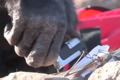 Chú tinh tinh thông minh có thể thắp lửa và nấu bếp như con người