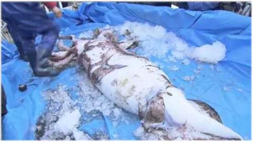 Lại bắt được mực khổng lồ ở Nhật Bản