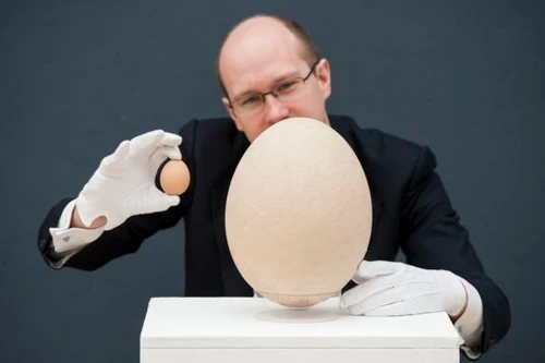 Trứng chim voi hóa thạch có giá 2 tỷ đồng