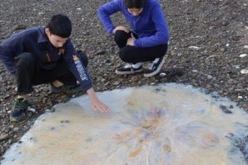 Sứa khổng lồ trôi dạt vào bờ biển nước Úc