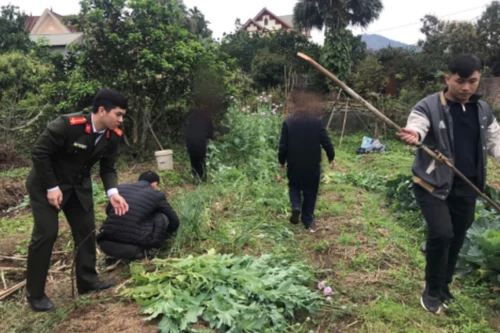 Phát hiện gần 200 “cây lạ” trong ruộng rau nhà người dân