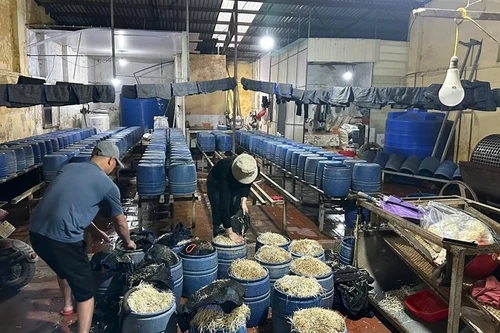 Phát hiện cơ sở sản xuất, kinh doanh 30.000 kg giá đỗ sử dụng thuốc cấm