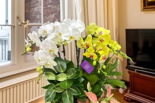 Lan hồ điệp rực rỡ - Trang hoàng lớp học thêm nổi bật dịp khai trường