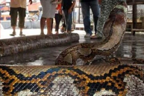 Người đàn ông bị trăn "khổng lồ" siết chết