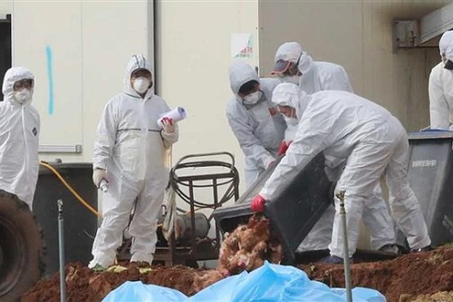 Tây Ban Nha tiêu hủy hàng nghìn con vịt nghi nhiễm H5N8