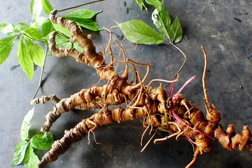 Bộ trưởng Bộ Y tế: Việt Nam vẫn đang lãng phí nguồn dược liệu quý