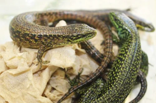 Bắt giữ vụ buôn lậu động vật hoang dã lớn nhất trong lịch sử